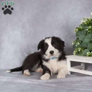 Beverly, Border Collie Puppy